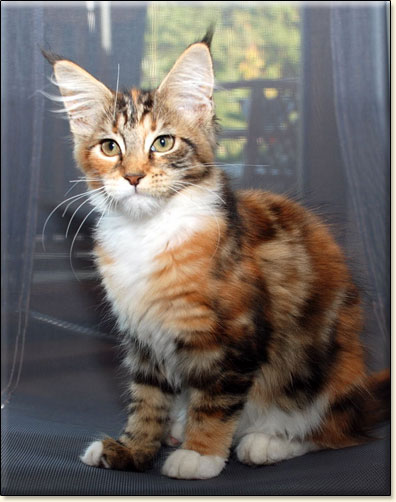 Maine Coon cattery Villa Park*PL