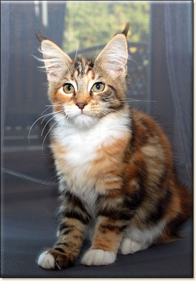 hodowla kotw maine coon Villa Park*PL