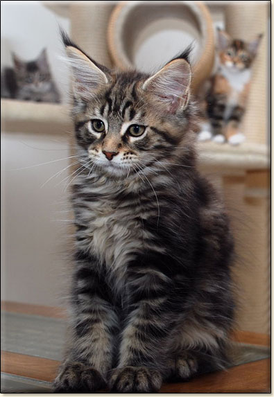 hodowla kotw rasy Maine Coon Villa Park*PL