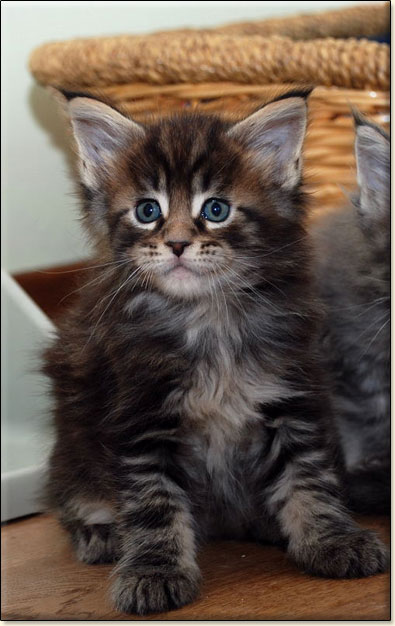 hodowla kotw maine coon Villa Park*PL