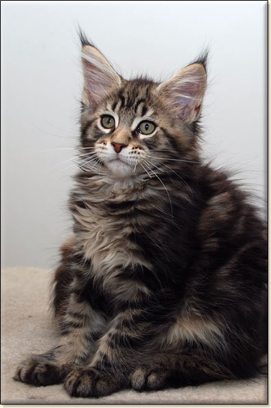 hodowla kotw maine coon Villa Park*PL