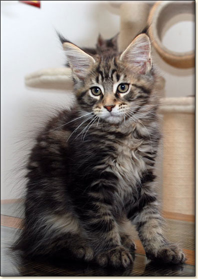 hodowla kotw maine coon Villa Park*PL