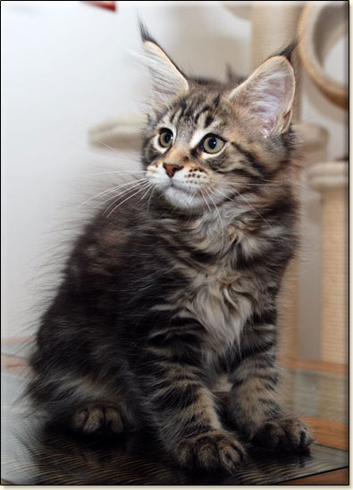 maine coon cattery Villa Park*PL