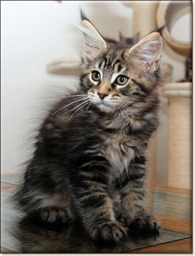 Maine Coon cattery Villa Park*PL