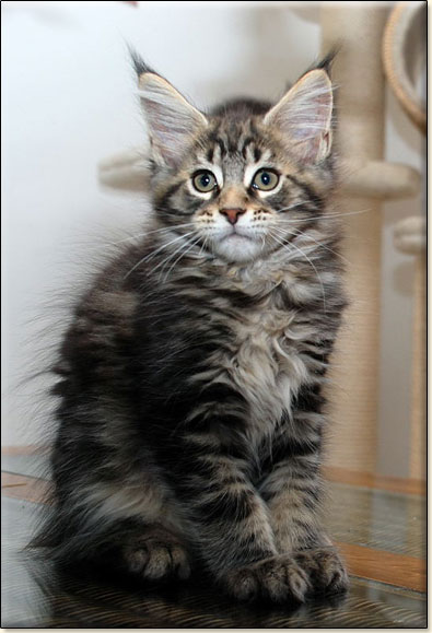 hodowla kotw maine coon Villa Park*PL