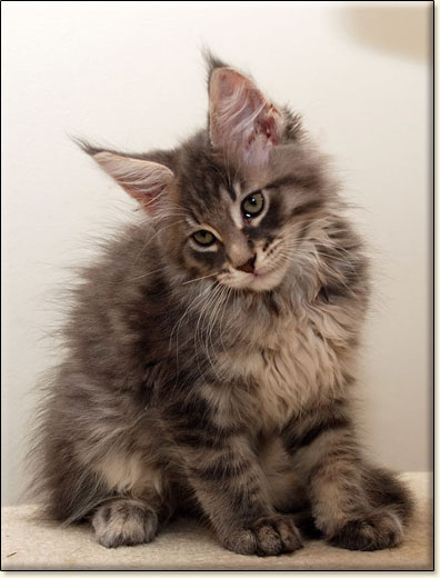 hodowla kotw rasy Maine Coon Villa Park*PL