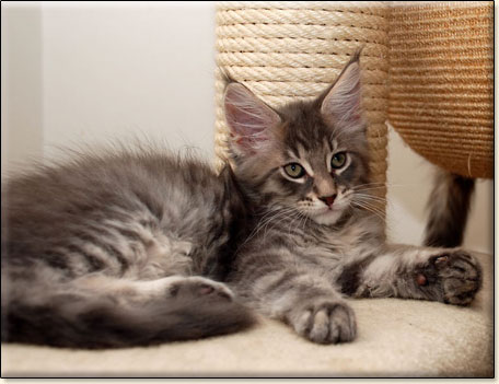 hodowla kotw maine coon Villa Park*PL