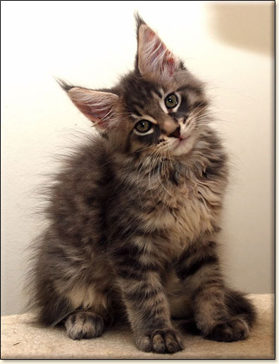 maine coon cattery Villa Park*PL