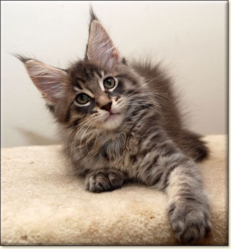 Maine Coon cattery Villa Park*PL