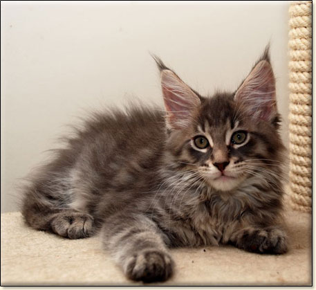 hodowla kotw maine coon Villa Park*PL