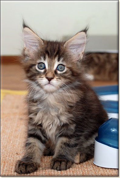 hodowla kotw maine coon Villa Park*PL