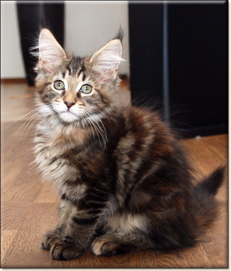 hodowla kotw maine coon Villa Park*PL