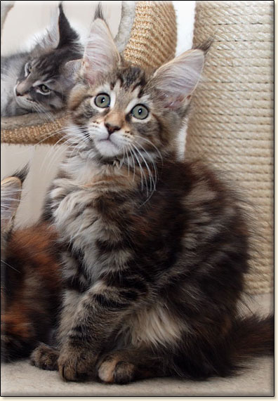 maine coon cattery Villa Park*PL