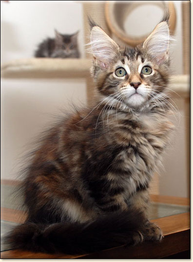 hodowla kotw maine coon Villa Park*PL