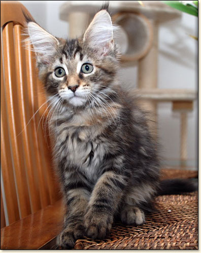 hodowla kotw maine coon Villa Park*PL