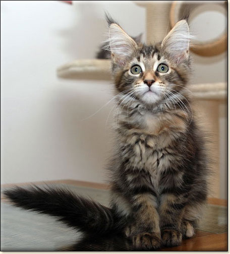 hodowla kotw maine coon Villa Park*PL