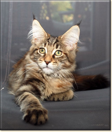 hodowla kotw maine coon Villa Park*PL