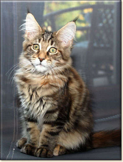 hodowla kotw maine coon Villa Park*PL