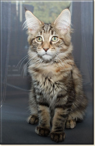 Maine Coon cattery Villa Park*PL