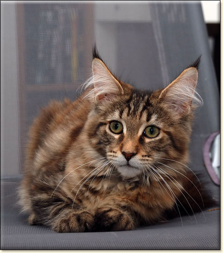 hodowla kotw maine coon Villa Park*PL