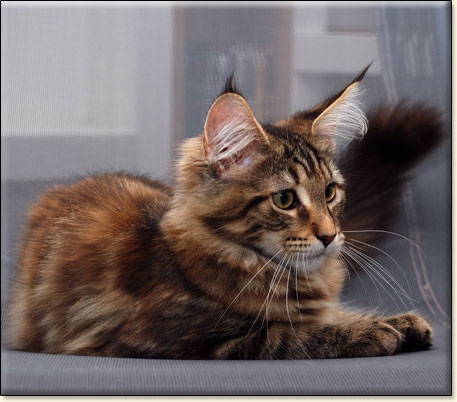 hodowla kotw maine coon Villa Park*PL