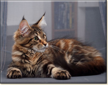 Maine Coon cattery Villa Park*PL