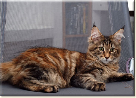 hodowla kotw maine coon Villa Park*PL