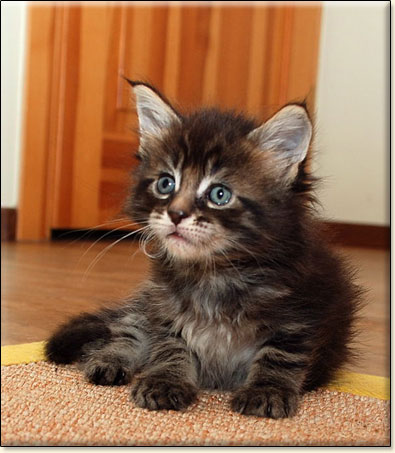 hodowla kotw maine coon Villa Park*PL