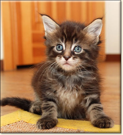 hodowla kotw rasy Maine Coon Villa Park*PL