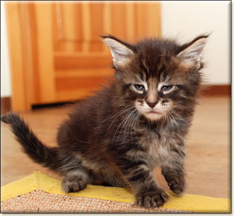 hodowla kotw maine coon Villa Park*PL