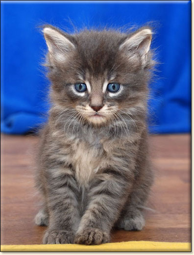 hodowla kotw maine coon Villa Park*PL