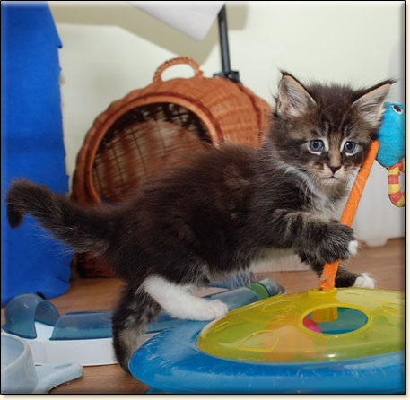 hodowla kotw maine coon Villa Park*PL