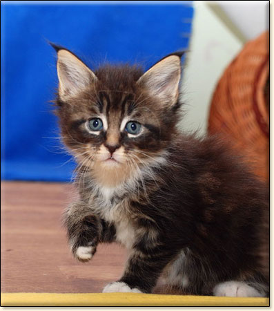 hodowla kotw maine coon Villa Park*PL