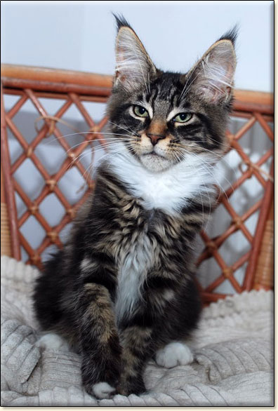 hodowla kotw maine coon Villa Park*PL