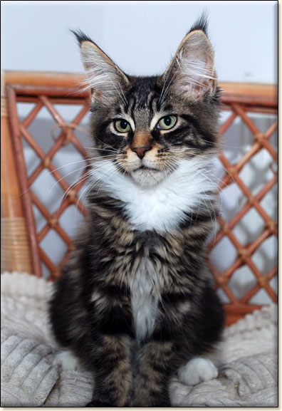 hodowla kotw rasy Maine Coon Villa Park*PL