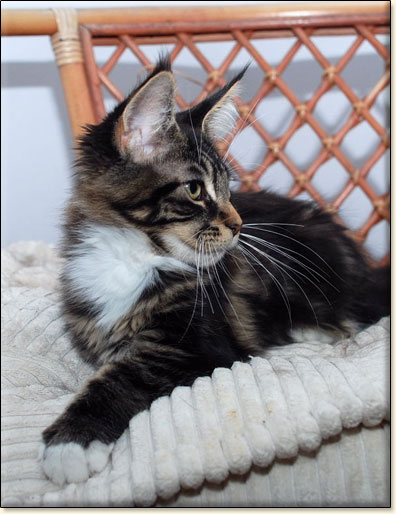 hodowla kotw maine coon Villa Park*PL