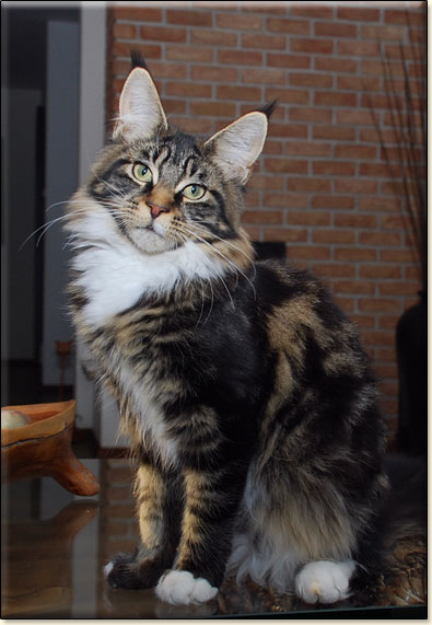 hodowla kotw maine coon Villa Park*PL