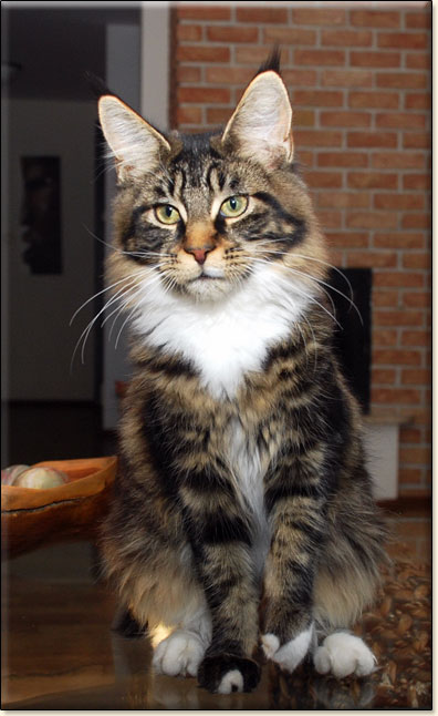 hodowla kotw rasy Maine Coon Villa Park*PL