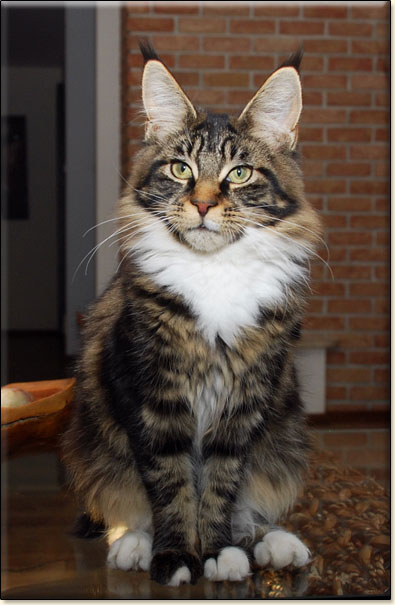 hodowla kotw maine coon Villa Park*PL