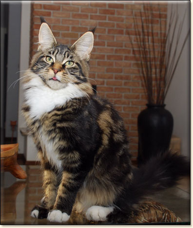 Maine Coon cattery Villa Park*PL