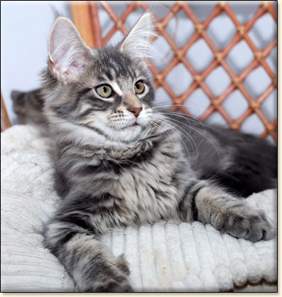 hodowla kotw maine coon Villa Park*PL