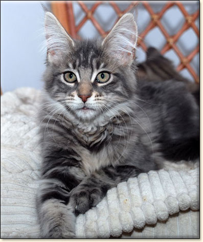 Maine Coon cattery Villa Park*PL