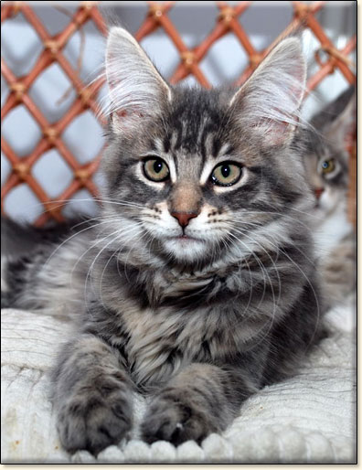 hodowla kotw rasy Maine Coon Villa Park*PL