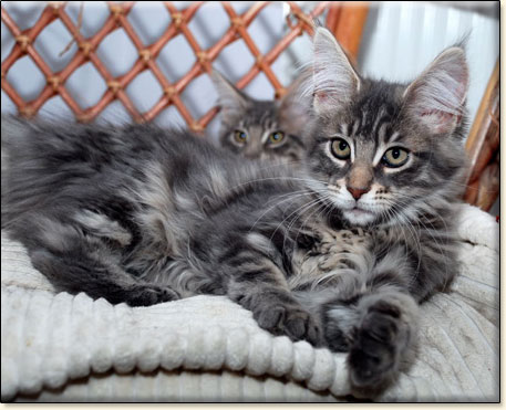 hodowla kotw rasy Maine Coon Villa Park*PL