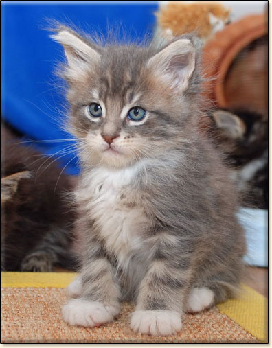 hodowla kotw maine coon Villa Park*PL