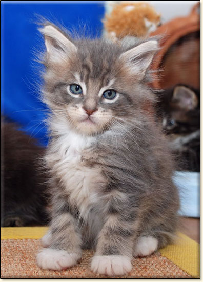 Maine Coon cattery Villa Park*PL