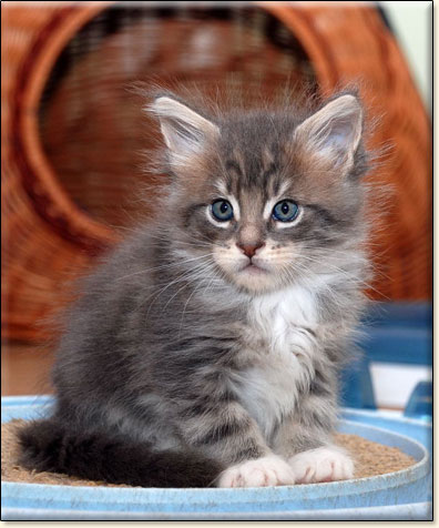 hodowla kotw rasy Maine Coon Villa Park*PL