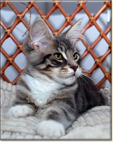 Maine Coon cattery Villa Park*PL