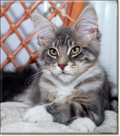 hodowla kotw rasy Maine Coon Villa Park*PL