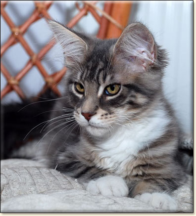 hodowla kotw maine coon Villa Park*PL